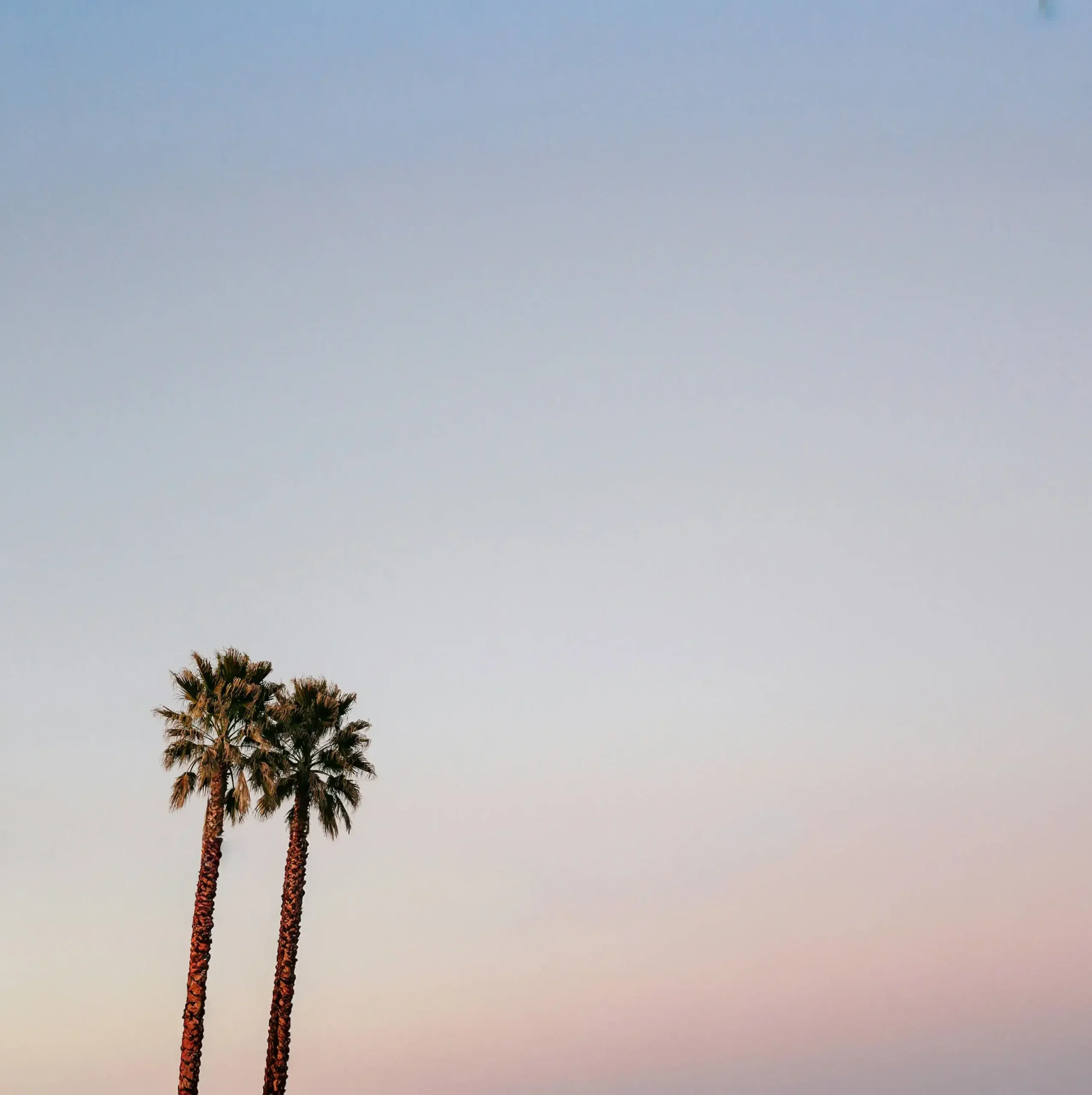 Slide Palm Palms Scaled Min Homepage